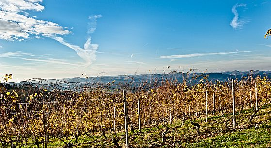 Langhe Landscape