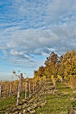 Langhe Landscape