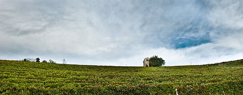 Langhe Landscape