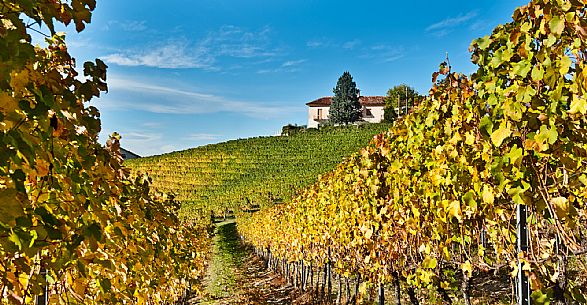 Langhe Landscape