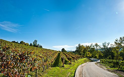 Langhe Landscape 