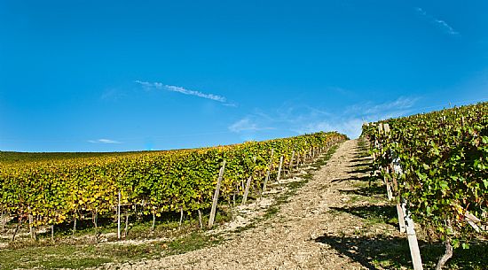 Langhe Landscape Vineyards