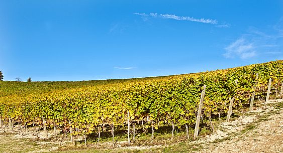 Langhe Landscape Vineyards