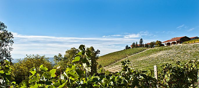 Langhe Landscape