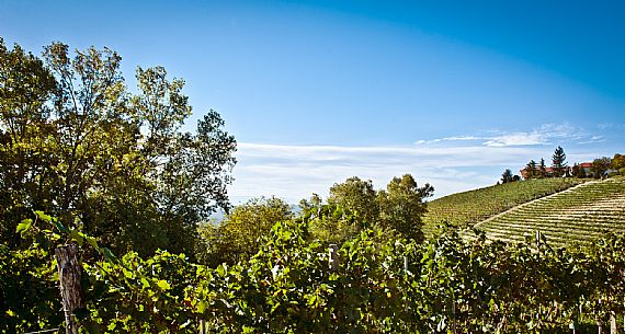 Langhe Landscape