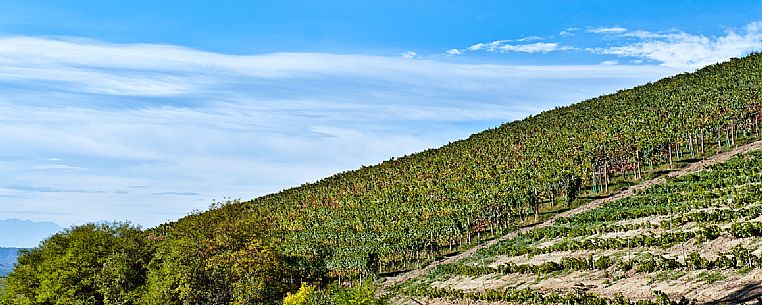 Langhe Landscape Vineyards