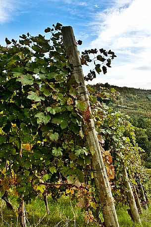 Vineyard landscape