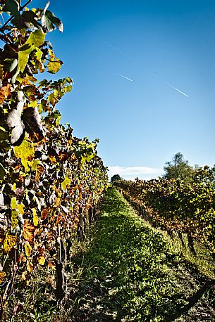 Vineyard landscape