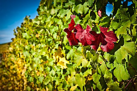 Vineyard landscape