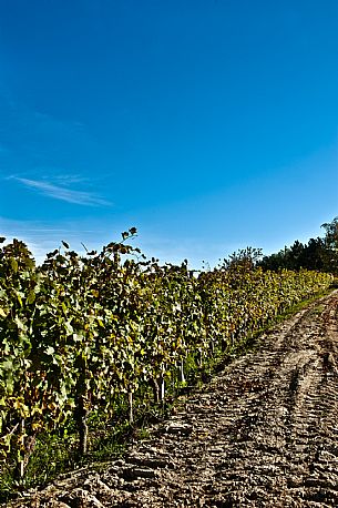 Vineyard landscape