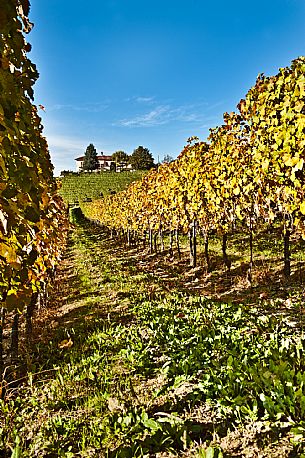 Vineyard landscape