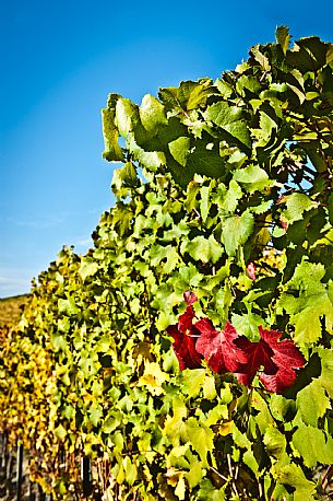 Vineyard landscape