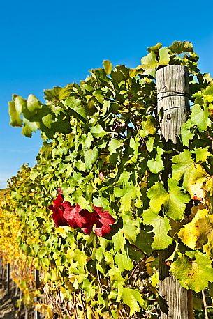 Vineyard landscape