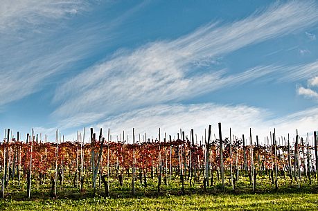 Vineyard landscape