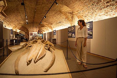 Territorial Paleontological Museum of Asti