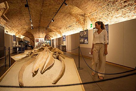 Territorial Paleontological Museum of Asti