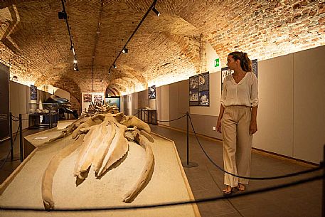 Territorial Paleontological Museum of Asti