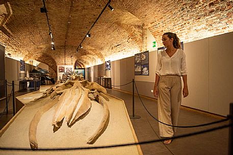 Territorial Paleontological Museum of Asti