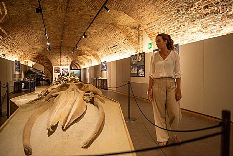 Territorial Paleontological Museum of Asti