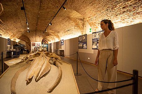 Territorial Paleontological Museum of Asti