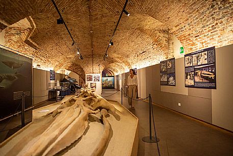 Territorial Paleontological Museum of Asti