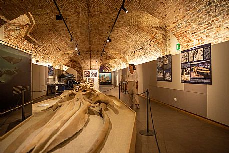 Territorial Paleontological Museum of Asti