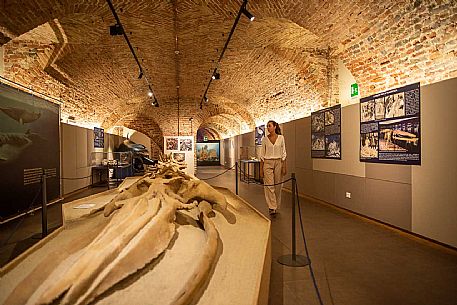 Territorial Paleontological Museum of Asti