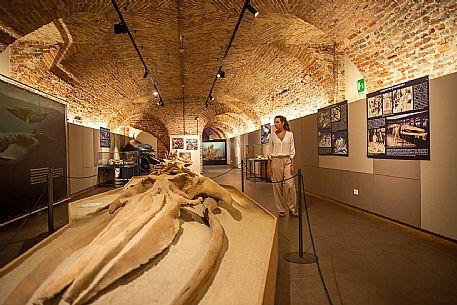 Territorial Paleontological Museum of Asti