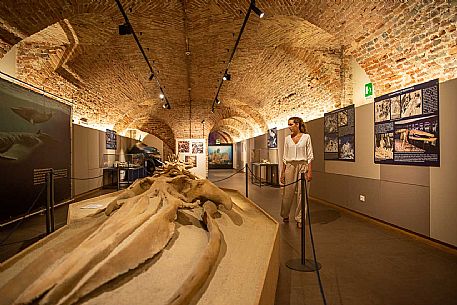 Territorial Paleontological Museum of Asti