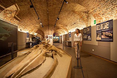 Territorial Paleontological Museum of Asti