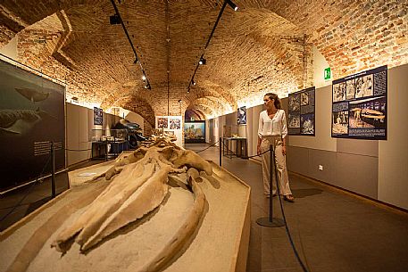 Territorial Paleontological Museum of Asti