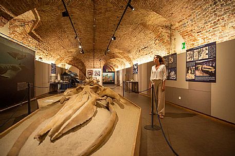 Territorial Paleontological Museum of Asti