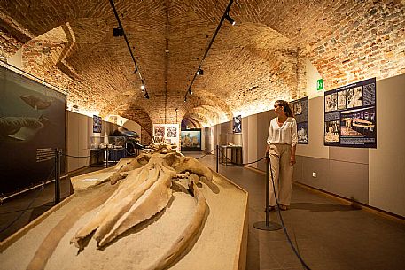 Territorial Paleontological Museum of Asti