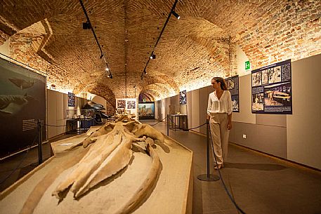 Territorial Paleontological Museum of Asti