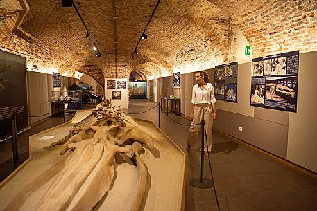 Territorial Paleontological Museum of Asti