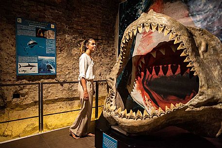 Territorial Paleontological Museum of Asti