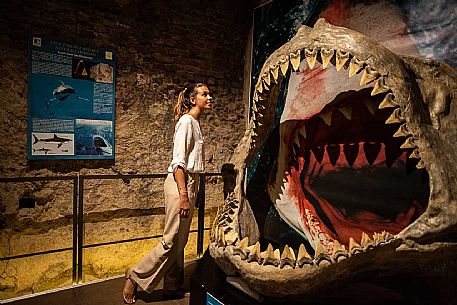 Territorial Paleontological Museum of Asti