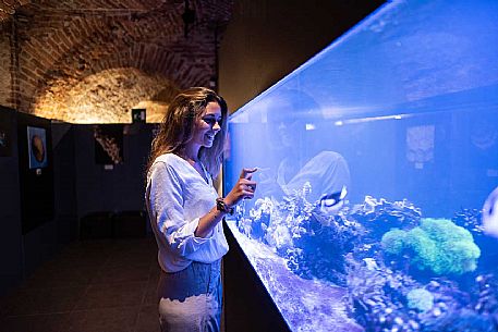 Territorial Paleontological Museum of Asti