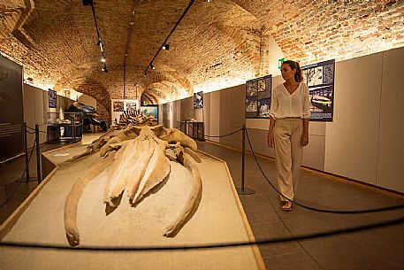 Territorial Paleontological Museum of Asti