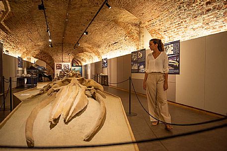 Territorial Paleontological Museum of Asti