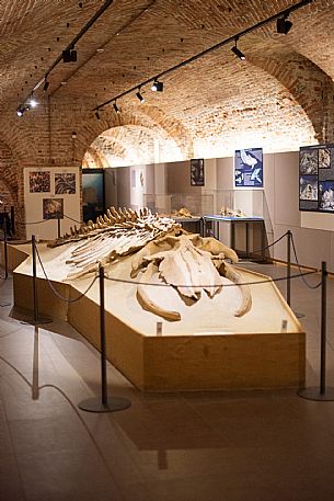 Fossils museum of Asti